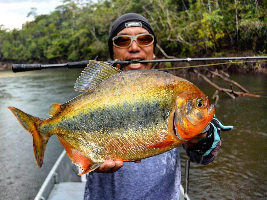 South America AGL Distributors