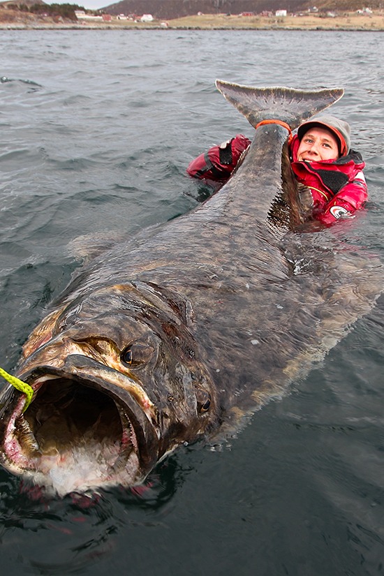 Image of the carop continental product